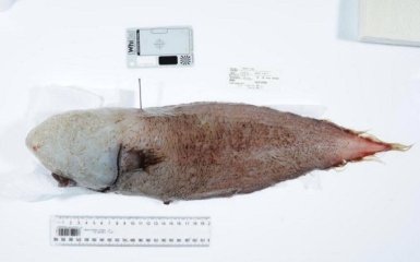 В Австралії виловили рибу без очей, яку вважали вимерлою