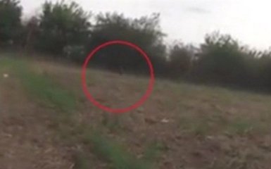 В Аргентині знайшли "чупакабру": опубліковано відео