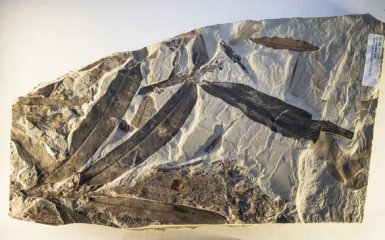 Рештки загадкової рослини