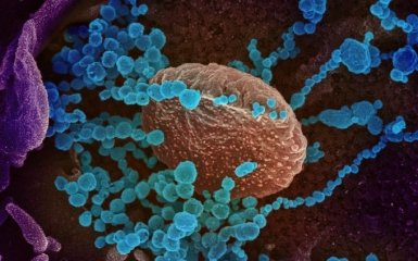 Как коронавирус поражает разные органы - ученые наконец дали ответ