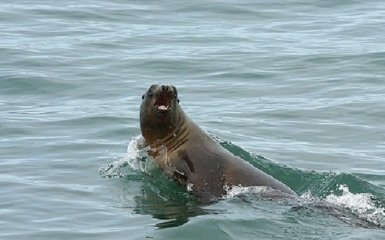 В Канаде морской лев укусил ребенка и пытался затянуть его на дно: появилось видео