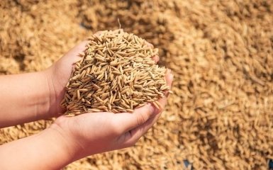 Словакия запретила продажу и переработку украинского зерна из-за выявленных пестицидов