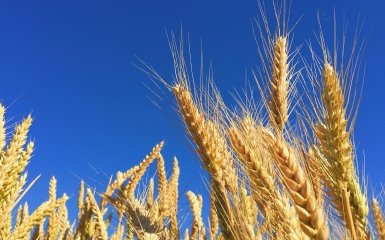 Ukrainian grain
