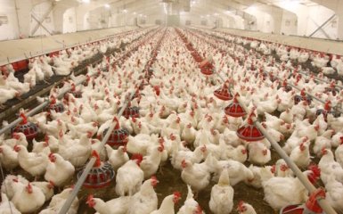 Інсайдери агроринку повідомляють про придбання птахофабрики прем'єра-утікача Азарова