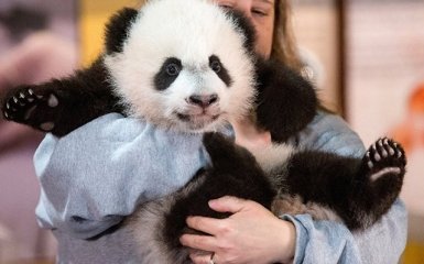 Посетителям зоопарка в Вашингтоне показали панду Бей-бей