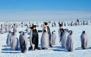 Імператорські пінгвіни в Антарктиді опинилися на межі вимирання