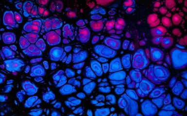 Японія першою в світі дозволила терапію стовбуровими клітинами