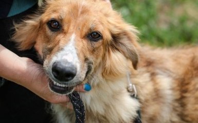 Поможем вместе: приют для бездомных животных "Сириус" запускает проект "Корпоративный Вольер"