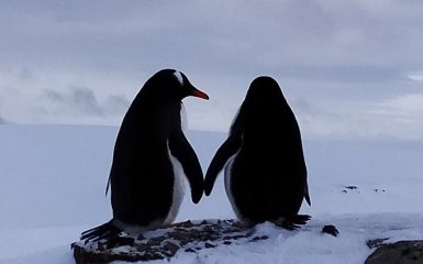 Полярники показали фото "влюбленных" пингвинов ко Дню Валентина