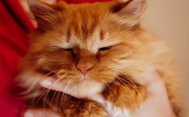 В Киеве состоится сеанс Кото-терапии