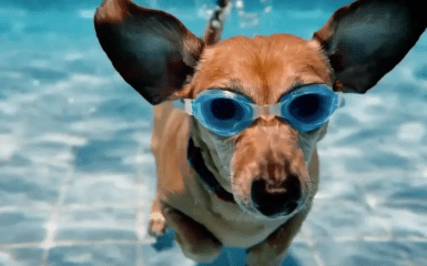 Google преподнес сюрприз пользователям сети