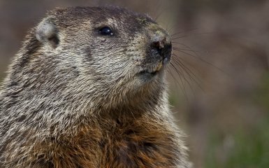 Бабак Тимко спрогнозував ранню весну