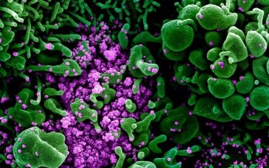 ВОЗ озвучила реальную смертность от коронавируса в мире