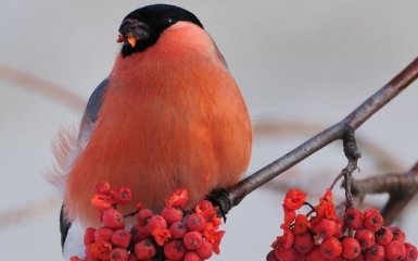 Пришла зима, распяли снегиря: сеть насмешила веселая фотожаба