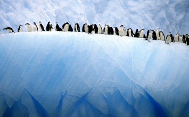 Из-за айсберга погибли десятки тысяч пингвинов