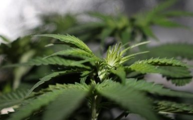 Легалізація марихуани: в Раді пояснили, що чекає на гучний законопроєкт