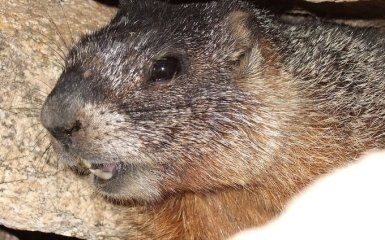 Відомий бабак Тимко дав прогноз на весну