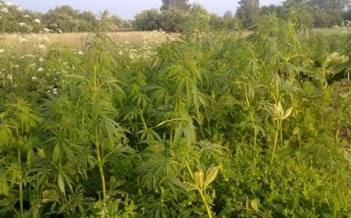 Будут утверждены квоты на выращивание мака и конопли