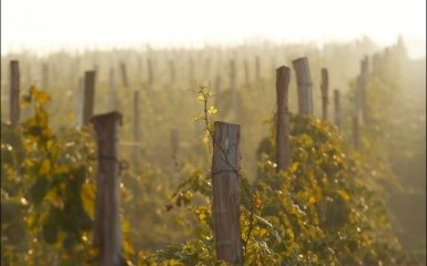 Оккупанты распродали виноградники Массандры в Крыму