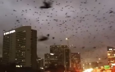 Тысячи птиц в США устроили "апокалипсис": появилось впечатляющее видео