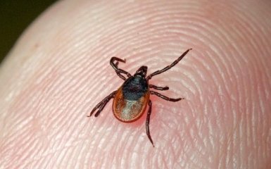 Знайдений новий вид бактерій, які викликають хворобу Лайма