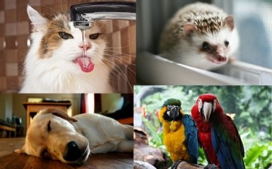 Подборка странных привычек домашних животных, которые ставят нас в тупик (9 фото)
