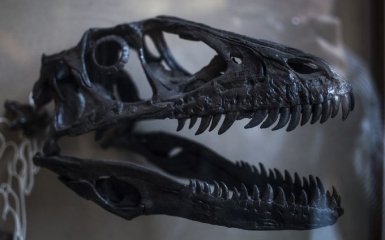 Палеонтологи нашли новый вид динозавров. У них был размер курицы, перья и огромные шипы