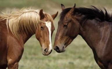 История с боевым конем для бойца АТО получила неожиданное продолжение