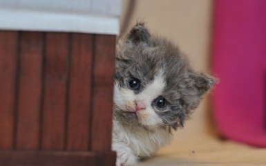 Селкирк-рекс — уникальная кошка с кудрявой шерстью: особенности и уход