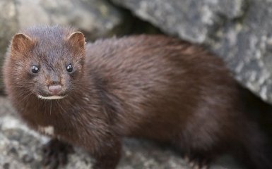 Люди продовжують заражати тварин - коронавірус виявили у норок в Нідерландах