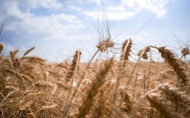 Россия продает украденное украинское зерно в Китай — ЦНС