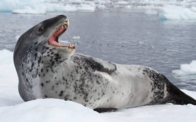 "Загорает" на льдине. Украинские полярники показали самого главного хищника Антарктиды