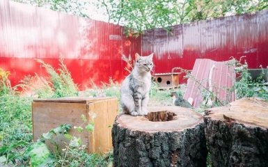 Киевский зоопарк ищет волонтеров, которые будут гладить котов