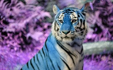 Символ 2022 года — Голубой водяной тигр