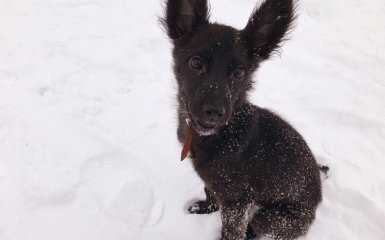 Блюма: известная украинская продюсер ищет дом для спасенного щенка