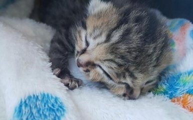 В ЮАР родился необычный котенок с двумя мордочками: опубликованы фото и видео
