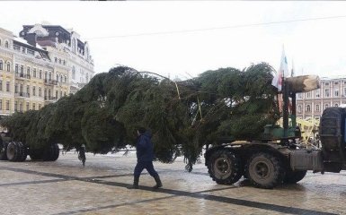 В Киев уже привезли главную елку страны: появились фото и видео