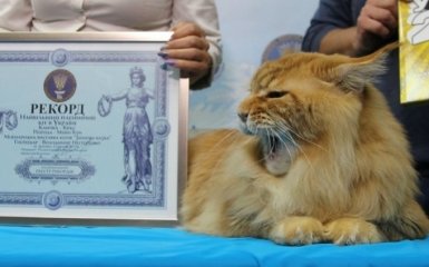 Мейн-кун Кекс признан самым большим котом Украины