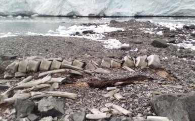 Науковці з'ясували вік кита, рештки якого знайшли біля станції "Академік Вернадський"