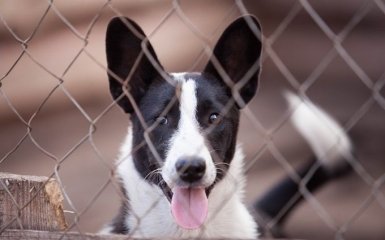 Почему не стоит бояться взять собаку из приюта