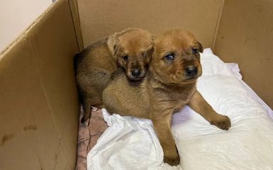 Спасенные щенки