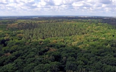 Українцям суворо заборонили відвідувати ліси на кордоні з Білоруссю