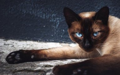 Сіамська кішка: найцікавіші та маловідомі факти про породу