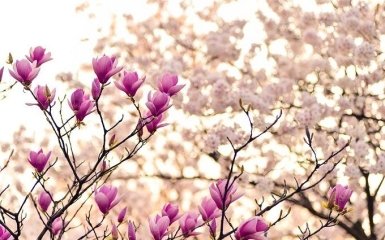 Синоптики озвучили прогноз погоды на Пасху 2 мая