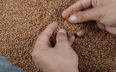 Жучки в крупі: чи можна їсти та як врятувати кухонні запаси