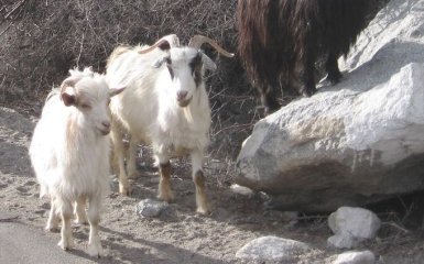Британське містечко окупували дикі кози: вони узяли "владу", поки мешканці на карантині