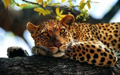 Це білка: мережу розбурхала новина про леопарда, який втік в Маріуполі