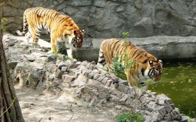 У зоопарку Миколаєва сталася трагедія в клітці з тиграми