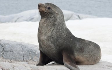 морской котик