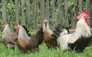 Шокуюче рішення: ЄС неочікувано заборонив ввезення української продукції